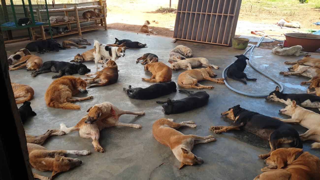 We have rehabilitated over 200 dogs